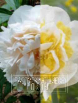 Распускающиеся цветы (СИ) - Читать Любимую Русскую Полную Книгу 👉 Read-E-Book.com