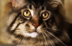 Коты-воители фанон : Тайна - Читать Любимую Русскую Полную Книгу 👉 Read-E-Book.com