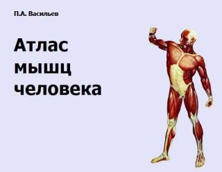 Атлас мышц человека - Читать Любимую Русскую Полную Книгу 👉 Read-E-Book.com